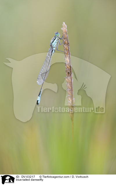 blue-tailed damselfly / DV-03217
