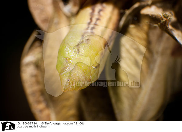 box tree moth inchworm / SO-03734