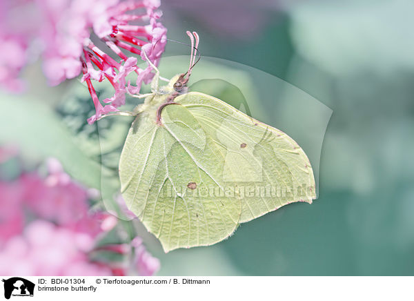 brimstone butterfly / BDI-01304