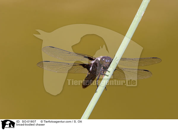 broad-bodied chaser / SO-01807