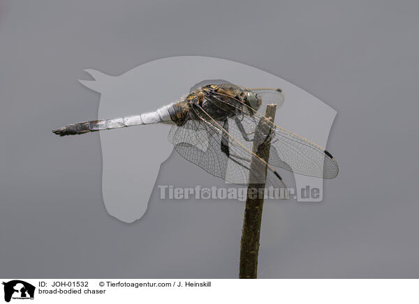 broad-bodied chaser / JOH-01532