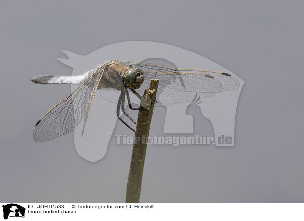 broad-bodied chaser / JOH-01533