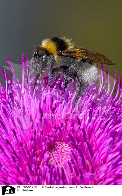 bumblebee / DV-01230