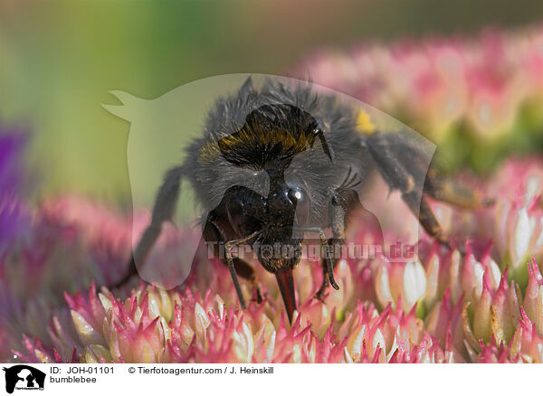bumblebee / JOH-01101