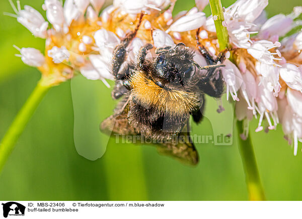 buff-tailed bumblebee / MBS-23406