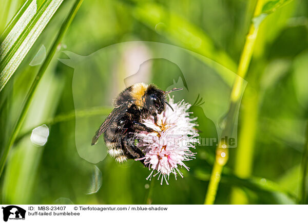 buff-tailed bumblebee / MBS-23407