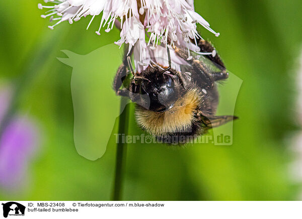 buff-tailed bumblebee / MBS-23408