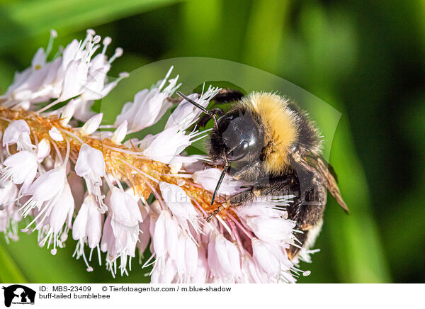 buff-tailed bumblebee / MBS-23409