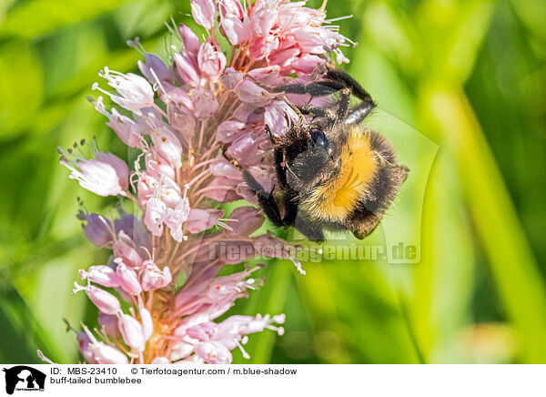 buff-tailed bumblebee / MBS-23410