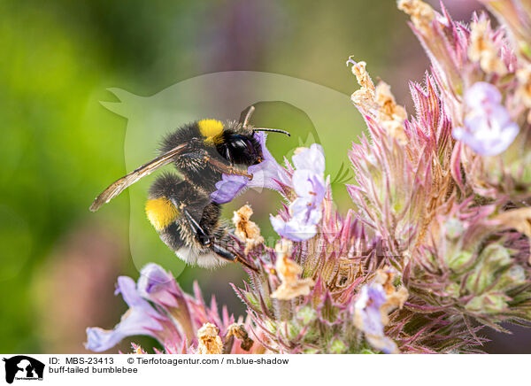 buff-tailed bumblebee / MBS-23413