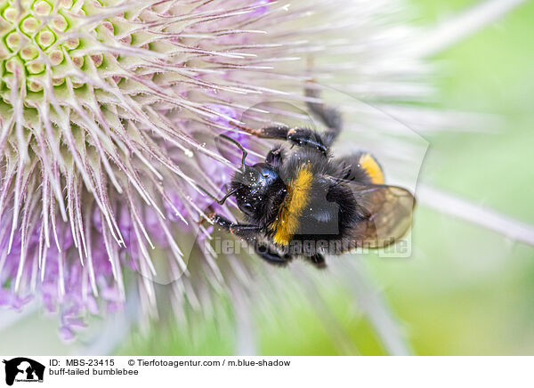 buff-tailed bumblebee / MBS-23415