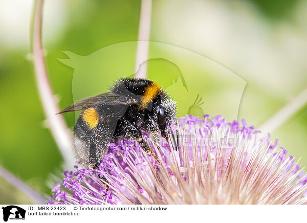 buff-tailed bumblebee / MBS-23423