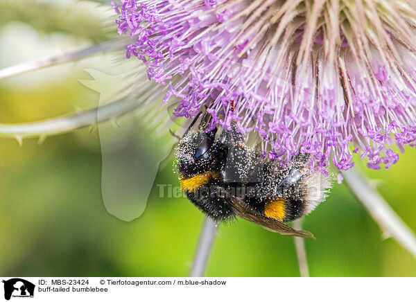 buff-tailed bumblebee / MBS-23424