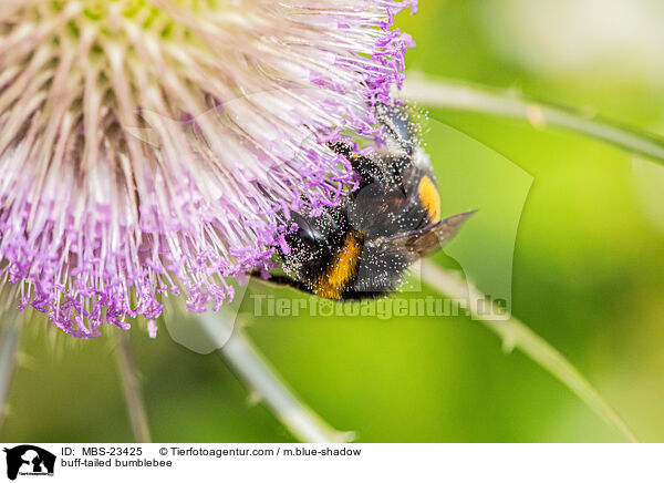 buff-tailed bumblebee / MBS-23425