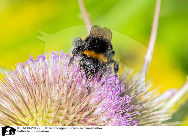 buff-tailed bumblebee / MBS-23429