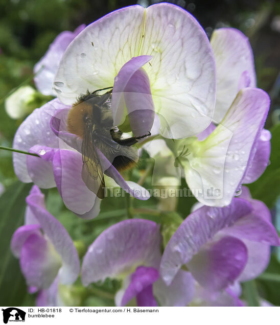 bumblebee / HB-01818