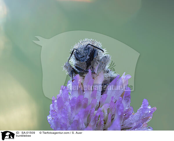 bumblebee / SA-01509
