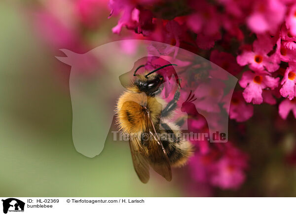 bumblebee / HL-02369