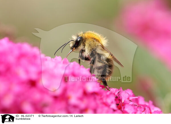bumblebee / HL-02371