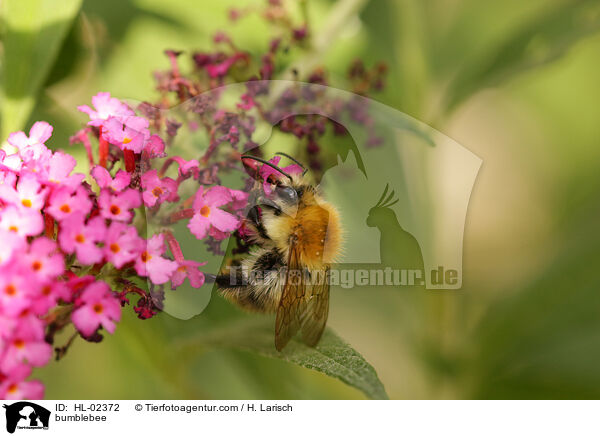 bumblebee / HL-02372