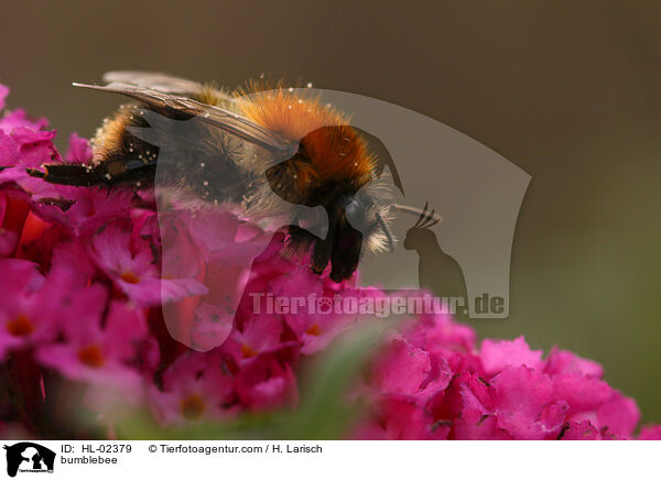 bumblebee / HL-02379