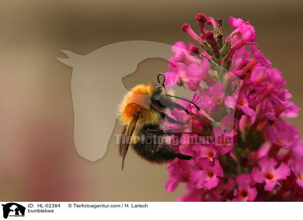 bumblebee / HL-02384