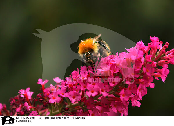 bumblebee / HL-02385