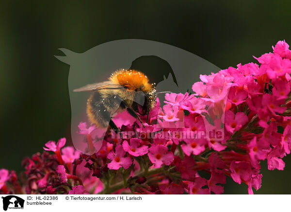 bumblebee / HL-02386