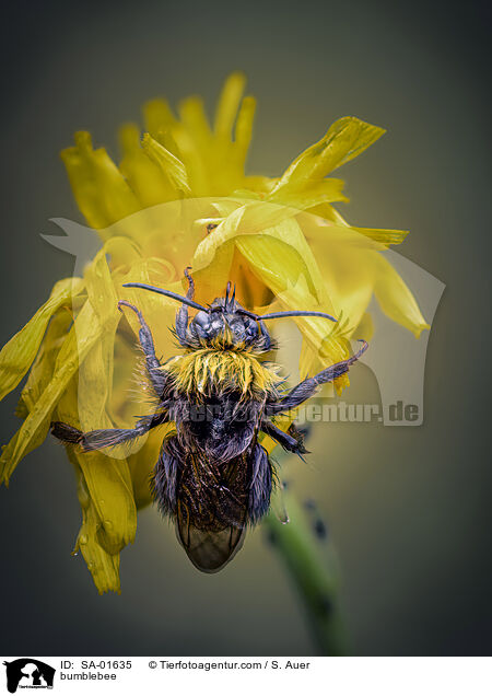 bumblebee / SA-01635