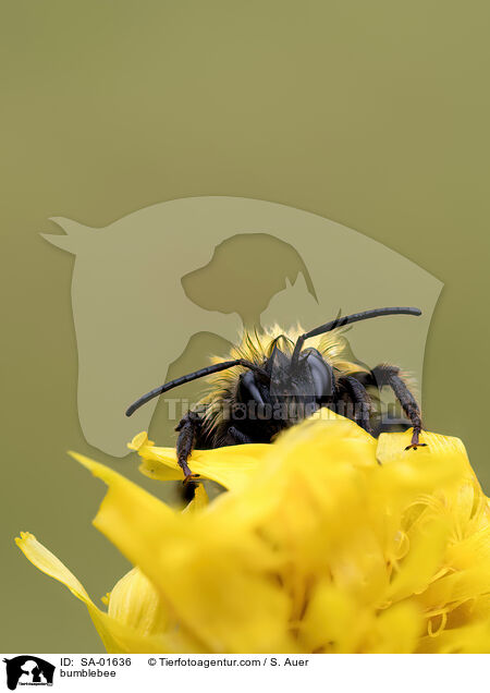 bumblebee / SA-01636