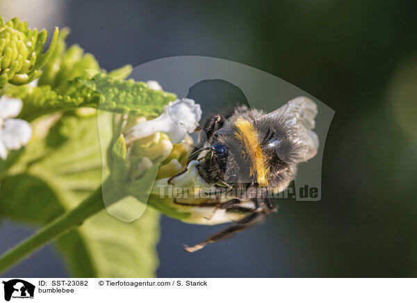 bumblebee / SST-23082
