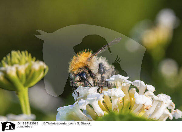 bumblebee / SST-23083