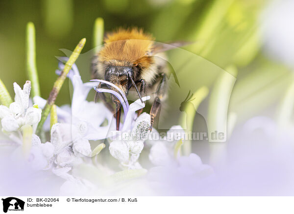 bumblebee / BK-02064