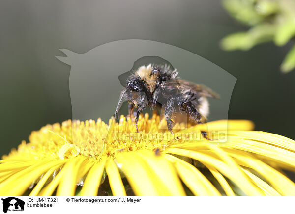 bumblebee / JM-17321