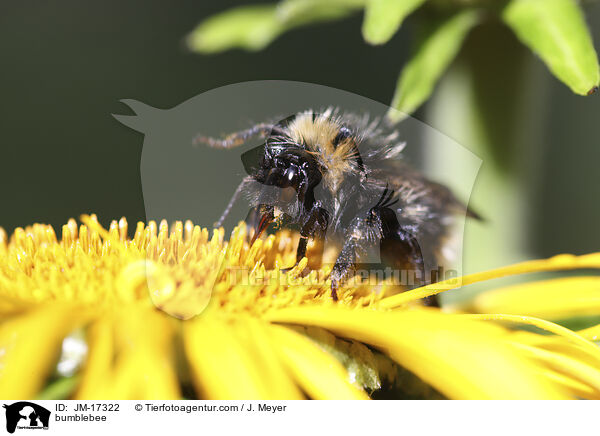 bumblebee / JM-17322