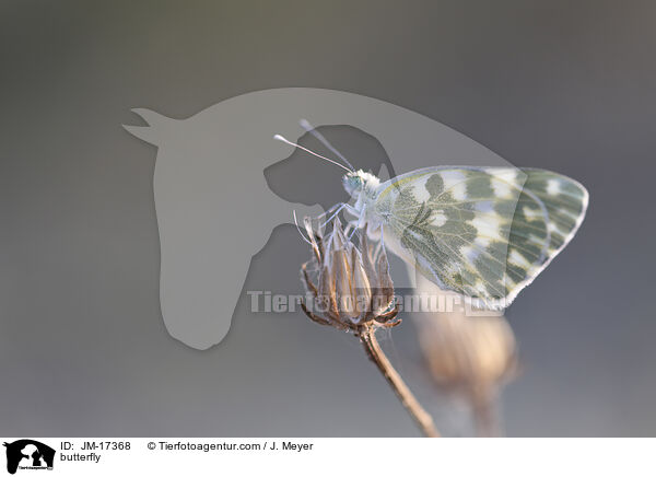 Schmetterling / butterfly / JM-17368