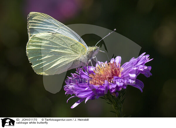 cabbage white butterfly / JOH-01170