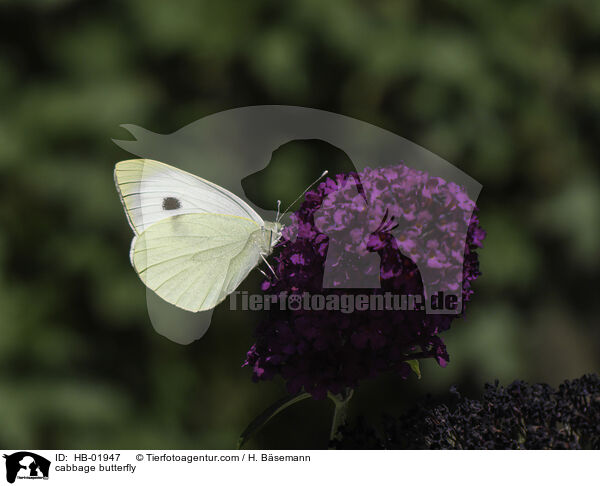 cabbage butterfly / HB-01947