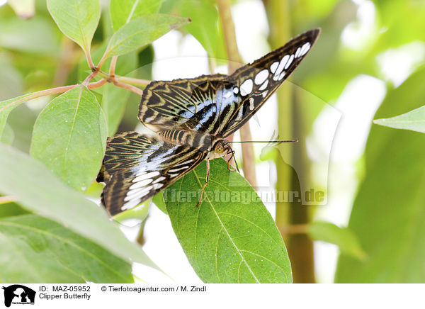 Clipper Butterfly / MAZ-05952