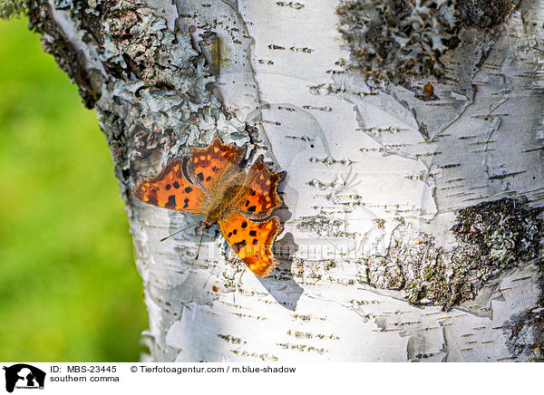 southern comma / MBS-23445