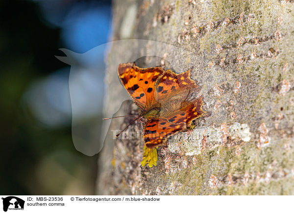 southern comma / MBS-23536