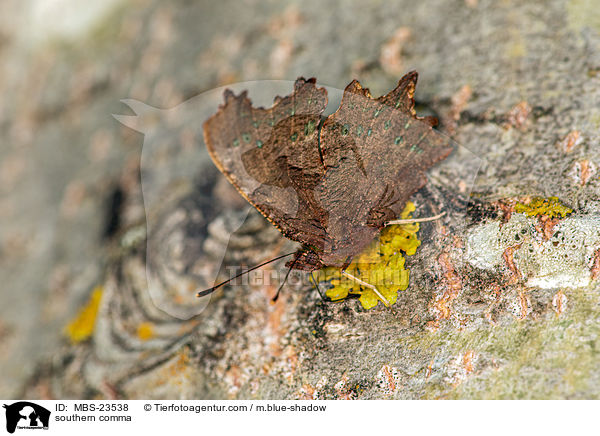 southern comma / MBS-23538