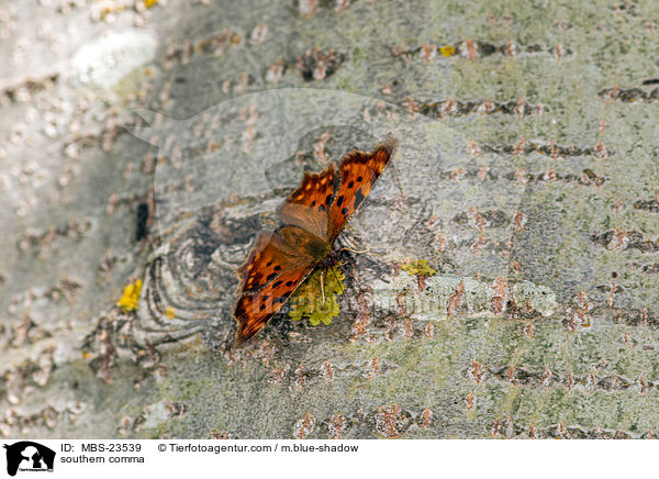 southern comma / MBS-23539