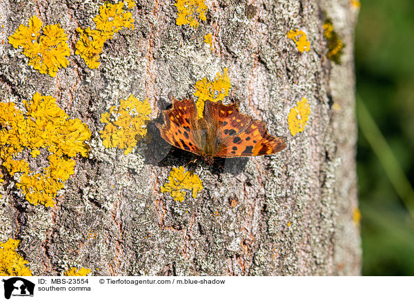 southern comma / MBS-23554
