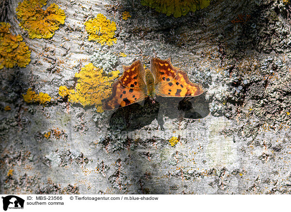 southern comma / MBS-23566