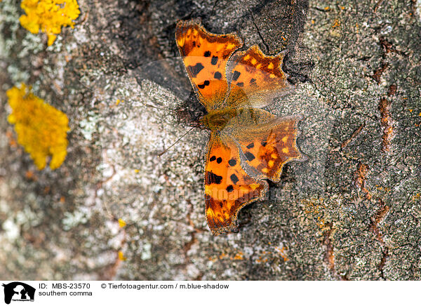 southern comma / MBS-23570