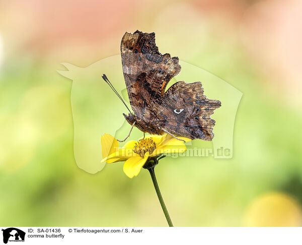 comma butterfly / SA-01436