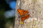 southern comma