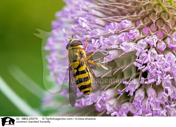 common banded hoverfly / MBS-25074