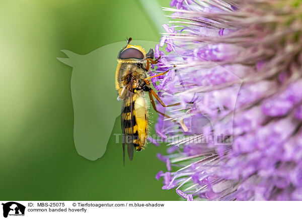 common banded hoverfly / MBS-25075